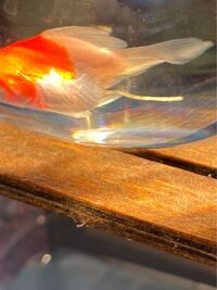 転覆病になっていた琉金が 水温を上げたことによって回復し始めた と思い 投稿 Yahoo 知恵袋