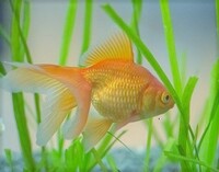 金魚 オレンジ色なのですが 色揚げの餌揚げるとどのくらい赤くなる Yahoo 知恵袋