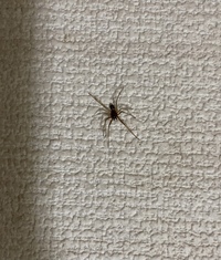 虫の画像注意 この画像の蜘蛛がずっと家の中をうろうろしているので Yahoo 知恵袋