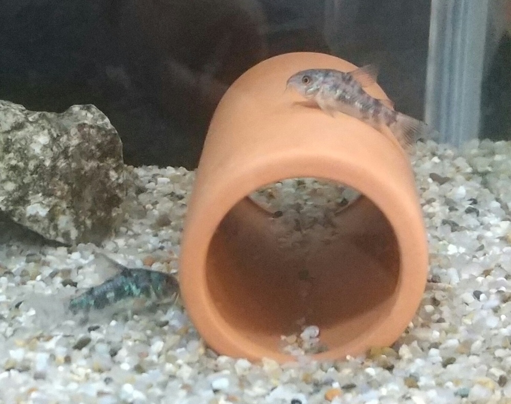 熱帯魚の水は弱酸性がいいみたいなことを聞くのですが Phで弱酸性ってどれくらい Yahoo 知恵袋