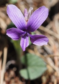 わが娘の名前が 菫 です 読みはそのまま 花の すみれ です 私 Yahoo 知恵袋