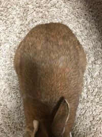 うさぎについての質問です 私の家のうさぎはネザーランドドワーフ Yahoo 知恵袋