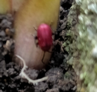 カサブランカを庭に植えています 芽が出てくると この5ミリくらいの赤い Yahoo 知恵袋