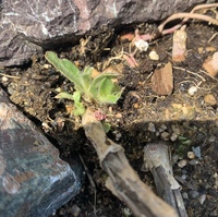 一年草を花壇に植えた場合 お花が終わった後の処分はどうしたらよい Yahoo 知恵袋