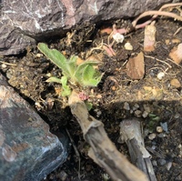 一年草を花壇に植えた場合 お花が終わった後の処分はどうしたらよい Yahoo 知恵袋