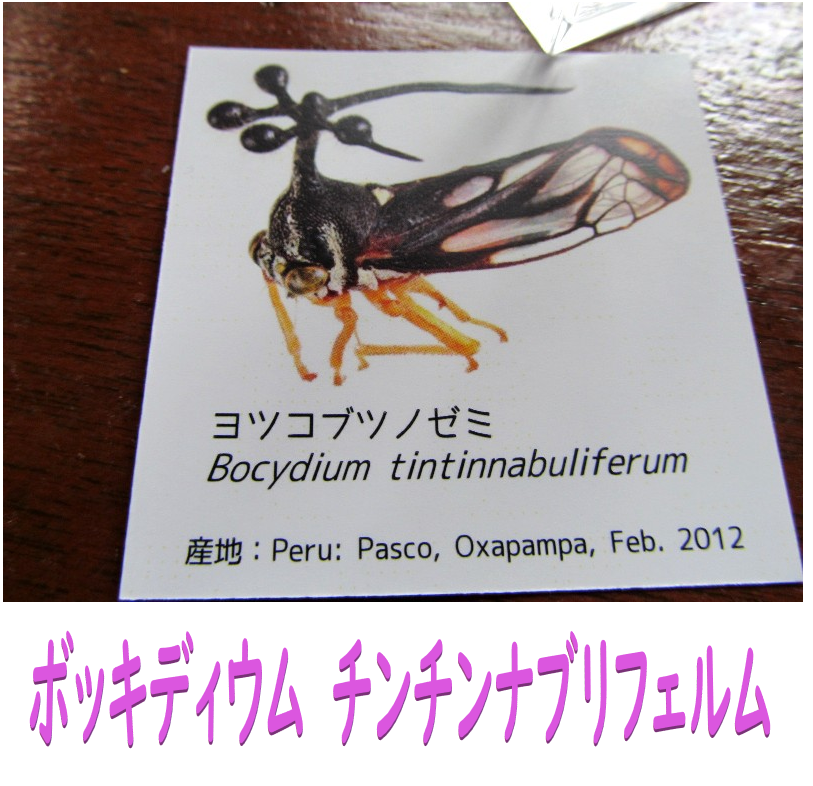 ヨツコブツノゼミの学名をもう少しまともな名前にしてあげてください