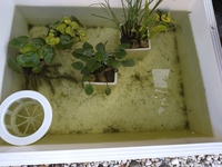 グリーンウォーターでメダカの針子を育てているのですが 水面に Yahoo 知恵袋