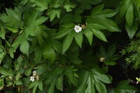この白い花の横にイチゴのような実がなっていました この花の植物の名前を教えて Yahoo 知恵袋