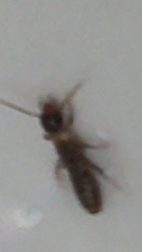 この羽アリは黒蟻の羽アリでしょうか 玄関前の駐車場にたくさんいます Yahoo 知恵袋