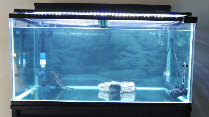 最近９０cm水槽で３０cm前後のスネークヘッド コウタイ を飼い始 Yahoo 知恵袋