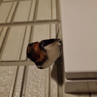 これは何鳥ですか 最近 家の非常灯の上に 夜になるとなぜかいます 怪 Yahoo 知恵袋