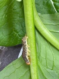 幼虫の名前を教えて下さい 見つけた時は 体長1 ほどで青虫でした 家庭 Yahoo 知恵袋