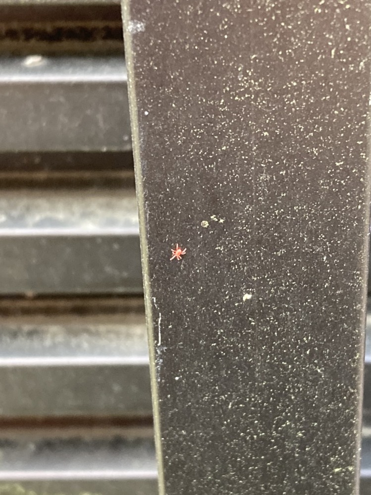 この小さい赤い蜘蛛の名前はなんでしょうか よろしくお願い致します Yahoo 知恵袋