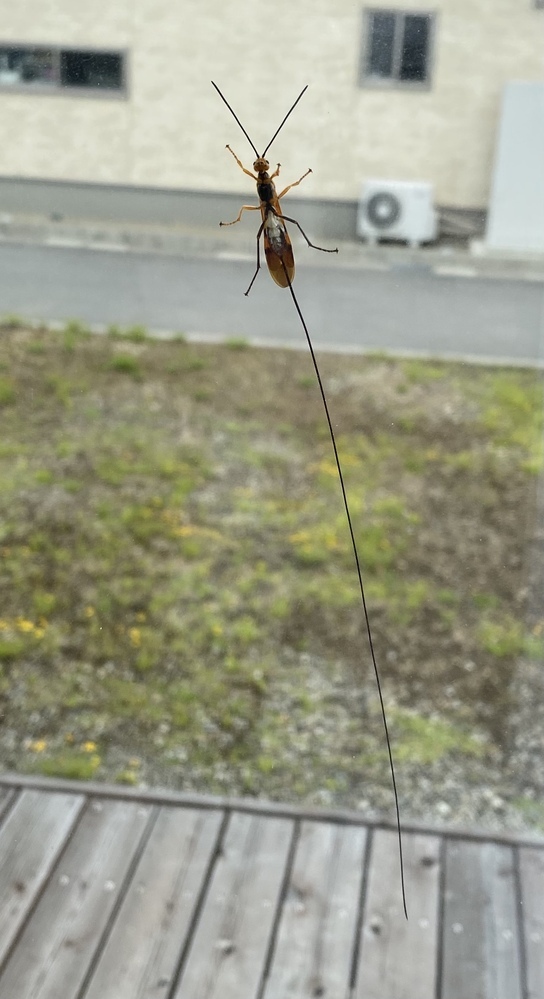 よろしくお願いします。昨日、今日と外から網戸や窓に虫が大発生しており外壁にも数&hellip; Yahoo!知恵袋