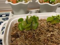 ハエトリソウについて質問です 写真のように いくつかのハエトリソウが中 Yahoo 知恵袋