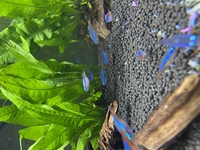 熱帯魚の質問です わかる方教えて下さい ネオンテトラを飼っているのです Yahoo 知恵袋