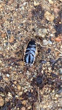 これってなんて虫ですか 庭の土がある付近にいた1 2センチくらいのやつ Yahoo 知恵袋