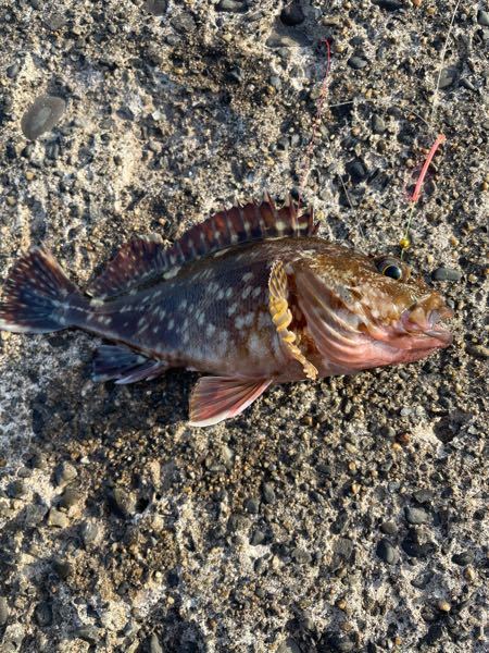 これってカサゴですか カサゴだとしたら食べるのに毒とか大丈夫 Yahoo 知恵袋