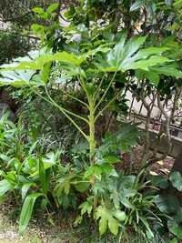 教えてください この植物はヤツデですか 昔 実家にあったヤツデに葉っぱは似て Yahoo 知恵袋