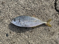 この魚は何という魚でしょうか シマアジの子供ですね Z Yahoo 知恵袋