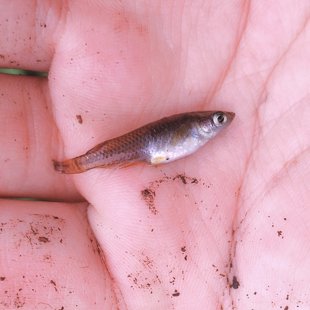 用水路でたくさん泳いでたこの魚の名前を知りたいです 少しわかりづら Yahoo 知恵袋