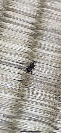 畳の部屋に黒い虫が大量発生してしまいました この写真の虫はなんという名前の虫 Yahoo 知恵袋