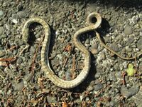 今朝の散歩で見かけた蛇の子供の遺骸ですが 頭が三角に見えて体もマム Yahoo 知恵袋