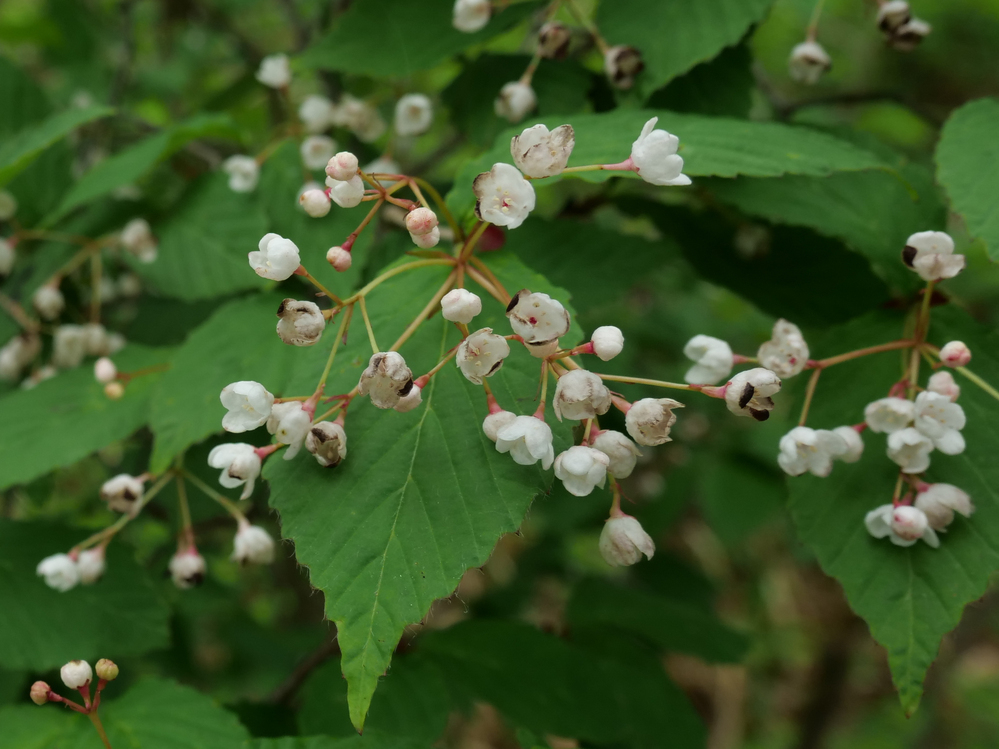 この植物の名前はなんですか 5月初旬に撮影しました オトコヨ Yahoo 知恵袋