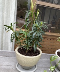 この観葉植物は なんという植物でしょうか 高さは鉢を含めず くらいです Yahoo 知恵袋