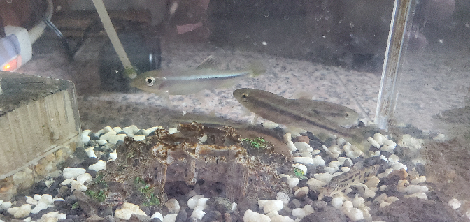 この魚 アブラハヤ カワムツ ハヤかと思い込み 一年飼育してきましたが Yahoo 知恵袋