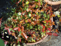 このカズラなんですけど 新芽がこの色です こういう種類が有りますか それとも Yahoo 知恵袋
