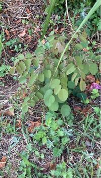 この丸い葉がいっぱいついた草の名前を教えて下さい ニセアカシアの萌芽と Yahoo 知恵袋