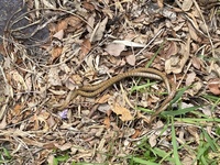 蛇ヘビの写真があるので閲覧注意です 今日 散歩中にカップルの蛇を見つけました Yahoo 知恵袋