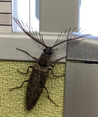 この虫ご存知の方教えてください 体長4cmほどのカミキリムシみたいな形の虫で Yahoo 知恵袋