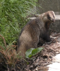 この動物はなんという動物ですか ニホンアナグマです Yahoo 知恵袋