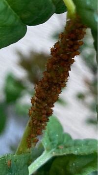 庭の植物の葉の裏や茎に茶色い虫がびっしりいるのですが なんの虫かわ Yahoo 知恵袋