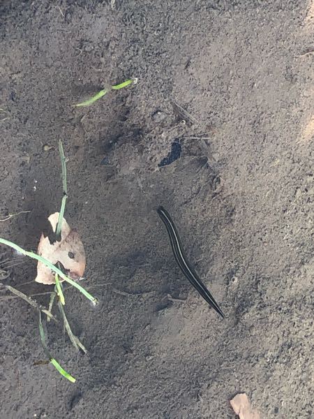 これはチスイビル スジビル ウマビルのどれでしょうか 色がやや緑がかっ Yahoo 知恵袋