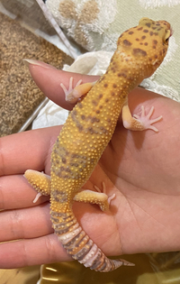 私が飼育しているレオパが ショップの方に聞いたところ 誕生日はよく分からなく Yahoo 知恵袋