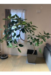 これは一体何という種類の植物でしょうか 枝葉が不恰好に伸びてきたので剪定した Yahoo 知恵袋