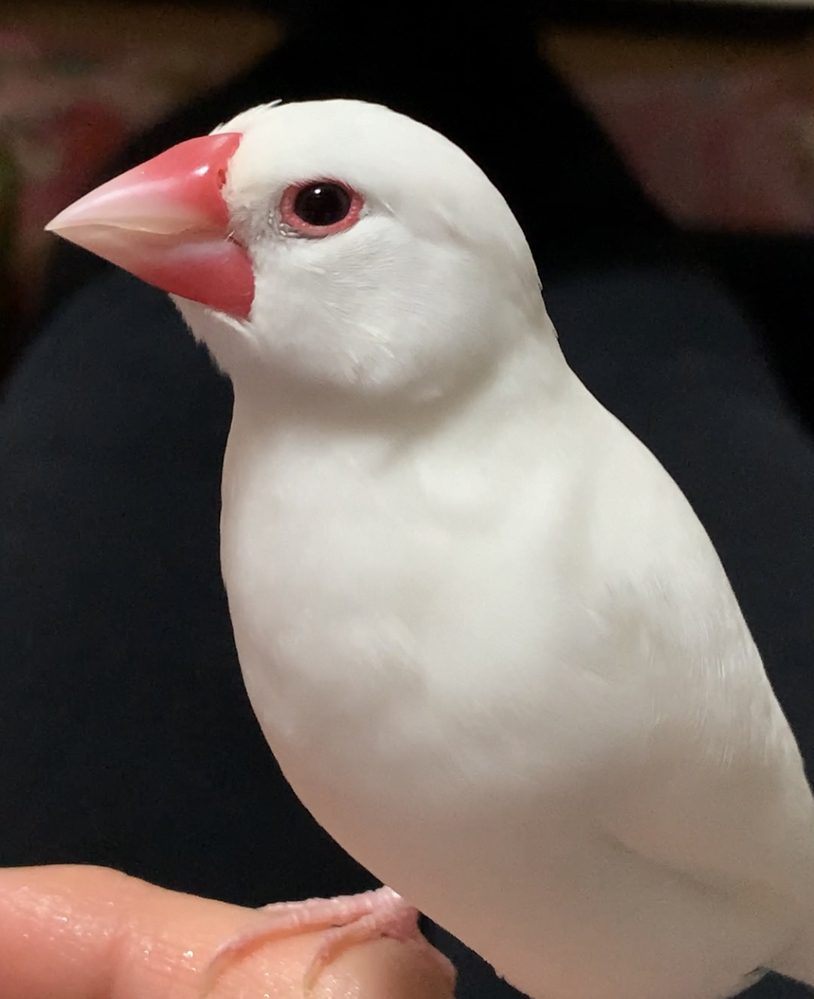 生後8ヶ月の文鳥ですが 発情期はいつから始まりますか 恐らくメス Yahoo 知恵袋