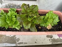 自宅のプランターでサンチュを育てています 近所の直売所で安く Yahoo 知恵袋