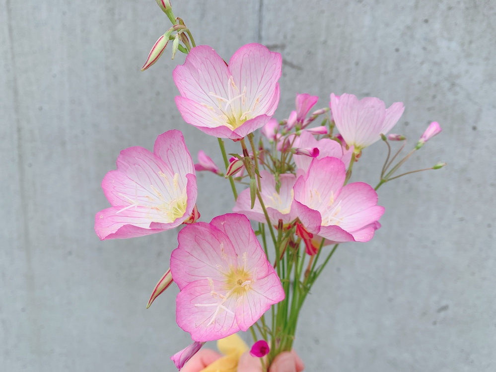 このネモフィラっぽいお花の名前は何ですか モモイロヒルザキツ Yahoo 知恵袋