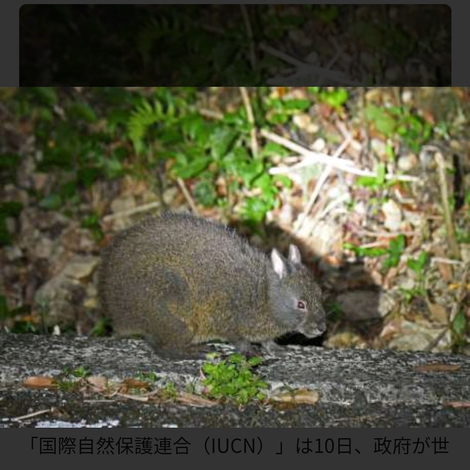 奄美大島にしか住んいないと言われる動物 アマミノクロウサギってわかりますか Yahoo 知恵袋