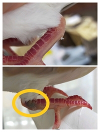 鳥の関節の黒ずみについて。

飼育してるジュズカケバトの片足の関節が黒ずんでいます。

理由がわかる方はいますでしょうか…？ 下の黄色の円の部分です…
上はもう片方です