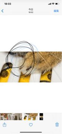 うさぎの爪が変形もしてしまったのですが大丈夫ですか Yahoo 知恵袋