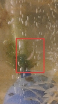 ヤマトヌマエビ繁殖挑戦中です 汽水水槽の中に正体の分からない生き物 Yahoo 知恵袋