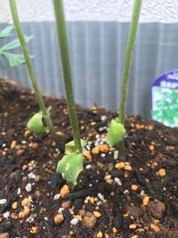 枝豆の育て方について 枝豆をプランターで育ててます 芽が出て伸びてくると横に Yahoo 知恵袋
