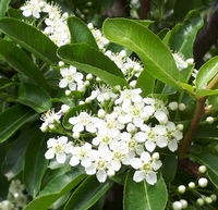 今日 ある庭先できれいな白い花を見つけました 可愛い白の小花で 葉 Yahoo 知恵袋