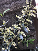 うちのオリーブの木に今年は花が咲きました庭に３種うえてありますが この木だけ Yahoo 知恵袋