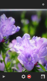 この薄紫の花の名前を教えてください ５月初めに撮影しました よろしくお願いい Yahoo 知恵袋